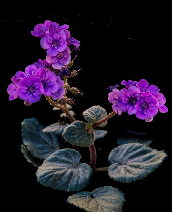 Phacelia cathiflora 16-6545.jpg